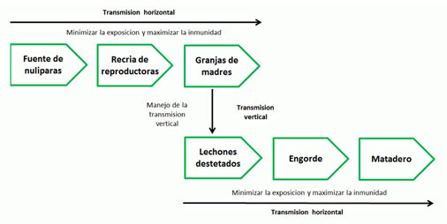 Cuadro 6: Modelo de trasmisión de enfermedades en una explotación.