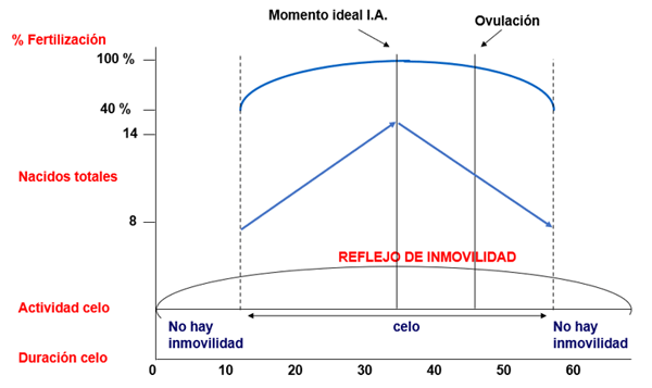 Gráfico 3. Momento óptimo de inseminación tras la detección del celo