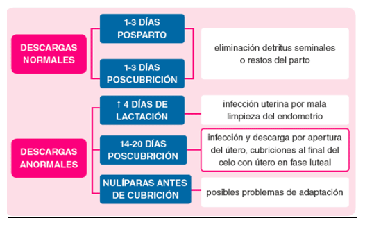 Cuadro 8. Tipos de descargas vulvares