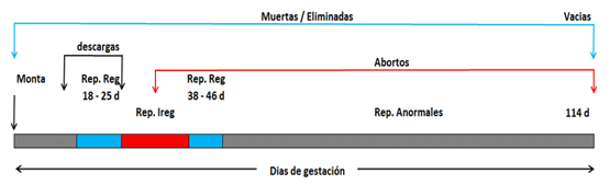 Gráfico 4: días de gestación de la cerda y posibles pérdidas