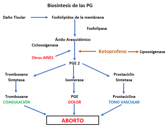 Gráfico 1. Biosíntesis de las PG. Adaptado de Goodman y Gilman