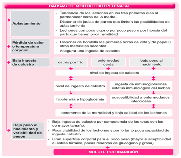 Cuadro 2: Causas de mortalidad perinatal (Toledo, M.)