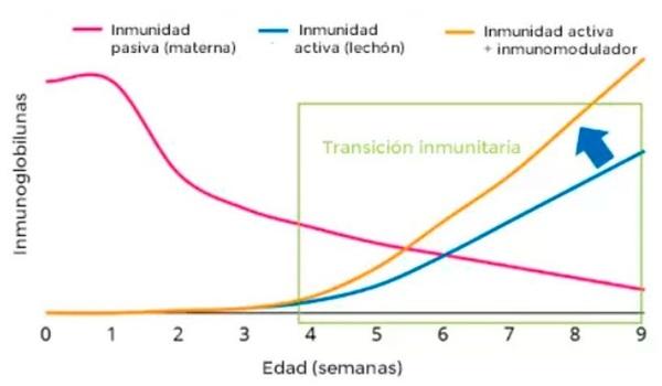 Compuestos bioactivos de algas y su impacto en el desarrollo temprano de la respuesta inmune del lechón - Image 2