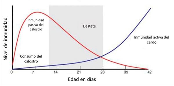 Compuestos bioactivos de algas y su impacto en el desarrollo temprano de la respuesta inmune del lechón - Image 1