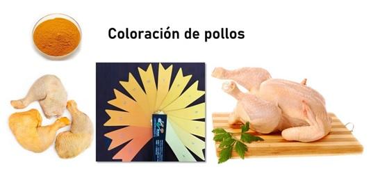 Aplicación de Pigmento (Luteína) en Pollos de Engorde - Image 1