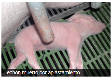 Lechón muerto por aplastamiento