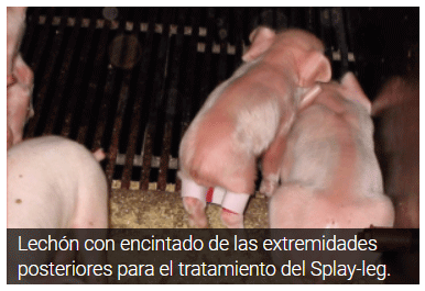 Lechón con encintado de las extremidades posteriores para el tratamiento del Splay-leg.