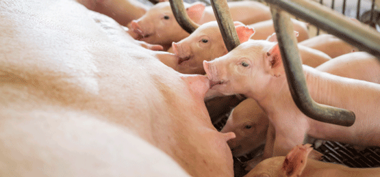 Puntos críticos en el manejo del lechón al nacimiento