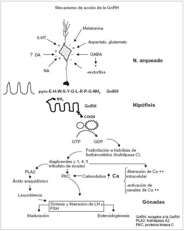 Figura 1. El hipotálamo es el origen de toda la reproducción de hormonas neurohipofisarias. La parte posterior de la hipófisis, considerada de tejido nervioso, se puede considerar como una extensión directa del hipotálamo conectada por el tallo infundibular digitiforme.