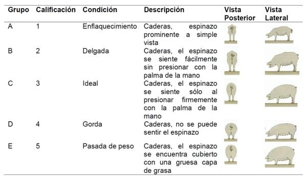 Valoración de condición corporal e influencia sobre Indicadores reproductivos en cerdas - Image 1
