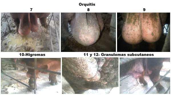 Brucelosis Porcina, Caso Autoctono - Image 2