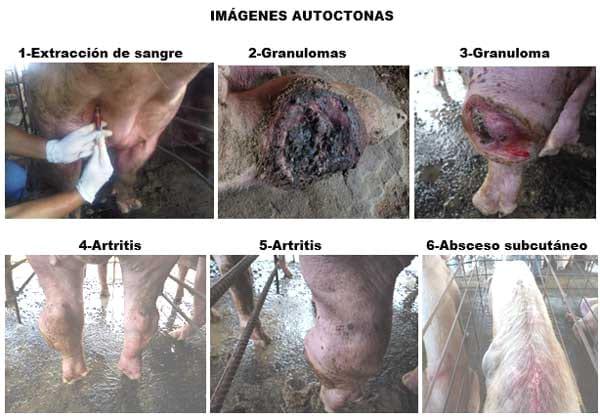 Brucelosis Porcina, Caso Autoctono - Image 1
