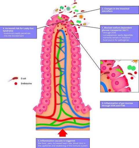 Fracaso de la vacunación debido a las micotoxinas - Image 1