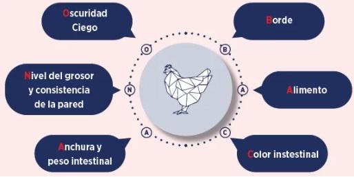 En la búsqueda de una mejor salud intestinal en las aves - Image 4