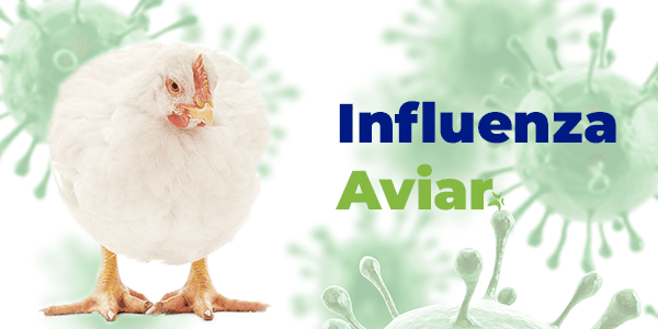 Influenza aviar: Características y prevención - Image 1