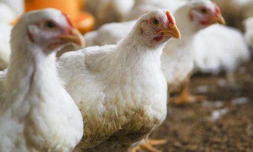 Producción de Pollo sin antibióticos. ¿Sueño o realidad? - Image 1