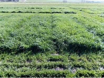 Sumatorias térmicas en la producción de forraje de Raigrás Anual (Lolium multiflorum Lam) - Image 11