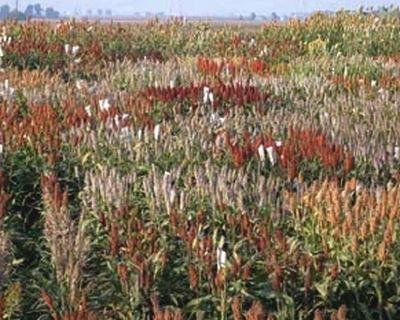 Control genético del color del grano de sorgo - Image 1