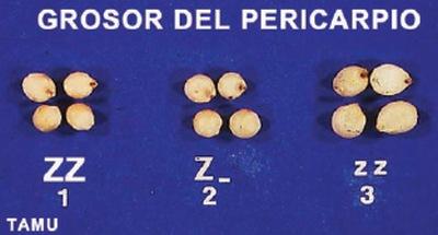 Control genético del color del grano de sorgo - Image 7