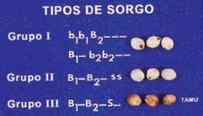 Control genético del color del grano de sorgo - Image 6