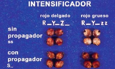 Control genético del color del grano de sorgo - Image 4