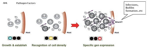 Figura 1: Proceso de proliferación intermedio mediante comunicación de quórum sensing entre bacterias patológicas.