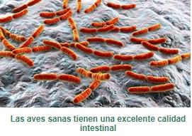 Uso racional de antimicrobianos en avicultura: ¿cómo unir la ciencia con el campo? - Image 5