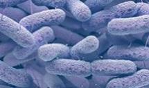 Uso racional de antimicrobianos en avicultura: ¿cómo unir la ciencia con el campo? - Image 3