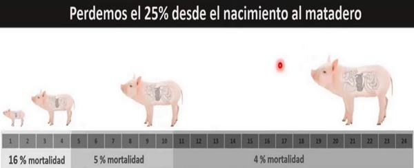 Manejo del lechón antes y después del parto - Image 1
