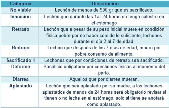 Manejo del lechón antes y después del parto - Image 5