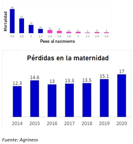 ¿Es posible aumentar la viabilidad de los lechones en el nacimiento a través de la nutrición? - Image 1