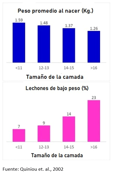 ¿Es posible aumentar la viabilidad de los lechones en el nacimiento a través de la nutrición? - Image 3