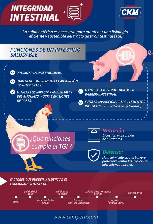 Integridad intestinal en avicultura: ¿Por qué es importante? - Image 1