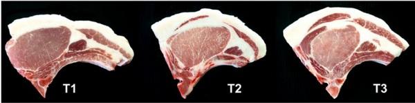 Resultados sostenibles de la Nutrigenómica porcina - Image 7
