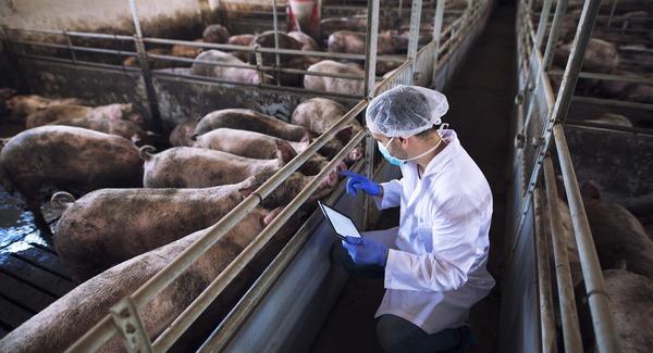 Síndrome Reproductivo y Respiratorio Porcino. La mayor causa de pérdida económica en la industria porcina. - Image 1