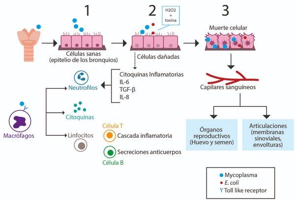 Mycoplasmosis Aviar. El poder de un enemigo oculto. - Image 2