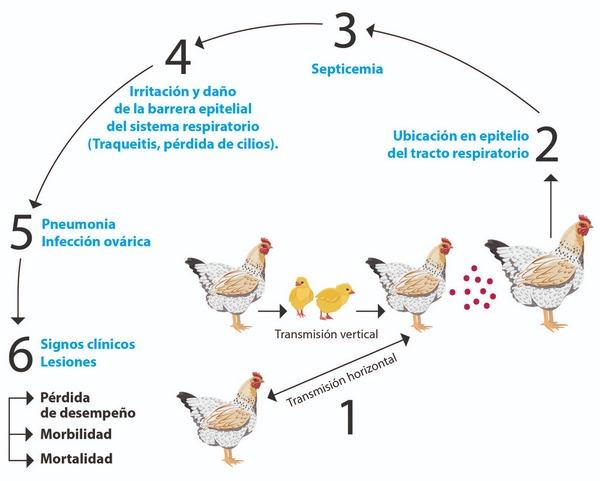 Mycoplasmosis Aviar. El poder de un enemigo oculto. - Image 1