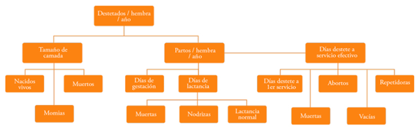 Manejo de hembras primerizas - Image 1