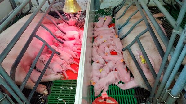 Aspectos clave en la alimentación de las cerdas hiperprolíficas - Image 1