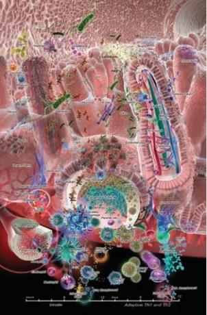IMPACTO DE LA NUTRICIÓN EN LA INMUNIDAD Y LA ENFERMEDAD - Image 1