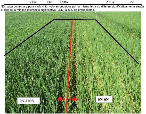 ¿Cómo ajustamos la dosis de nitrógeno durante el ciclo del trigo? - Image 3