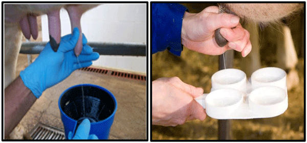 Pruebas de Tazón de fondo oscuro y de CMT para detección de Mastitis