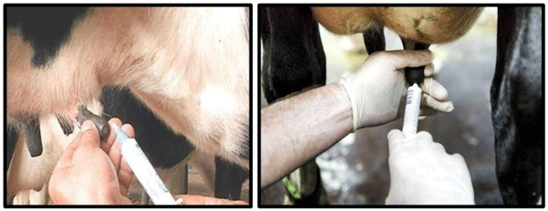 Tratamiento intramamario para control de Mastitis