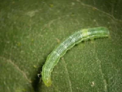 Isoca en Soja y Diatraea en Maíz - Image 1