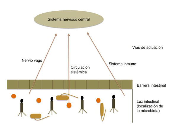 Disbiosis intestinal: Entendiendo el origen de las patologías y atipias más frecuentes en avicultura - Image 1