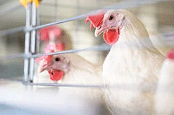 Colonización temprana: solución para evitar enteritis