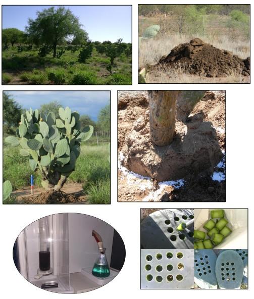 Contenido proteico del forraje de Opuntia ficus indica (L.) Mill fertilizada en condiciones de secano - Image 2