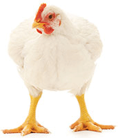 Integridad Intestinal y Conversión Alimenticia de las aves: directamente relacionadas