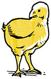 2ª) Fase de maduración