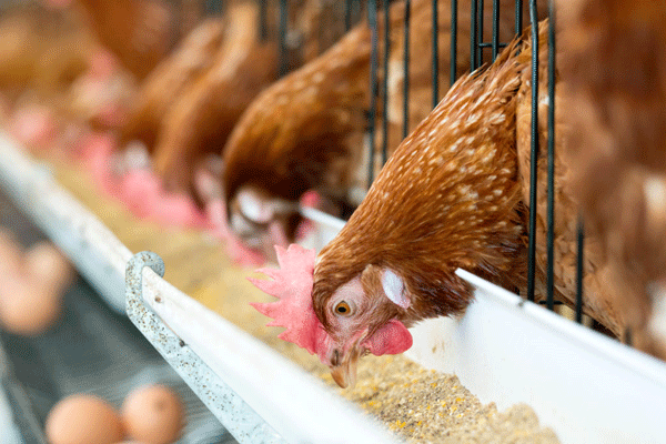 EL PROCESO EXPRESS® PARA HARINA DE SOJA: LA ELECCIÓN IDEAL PARA LAS AVES DE CORRAL